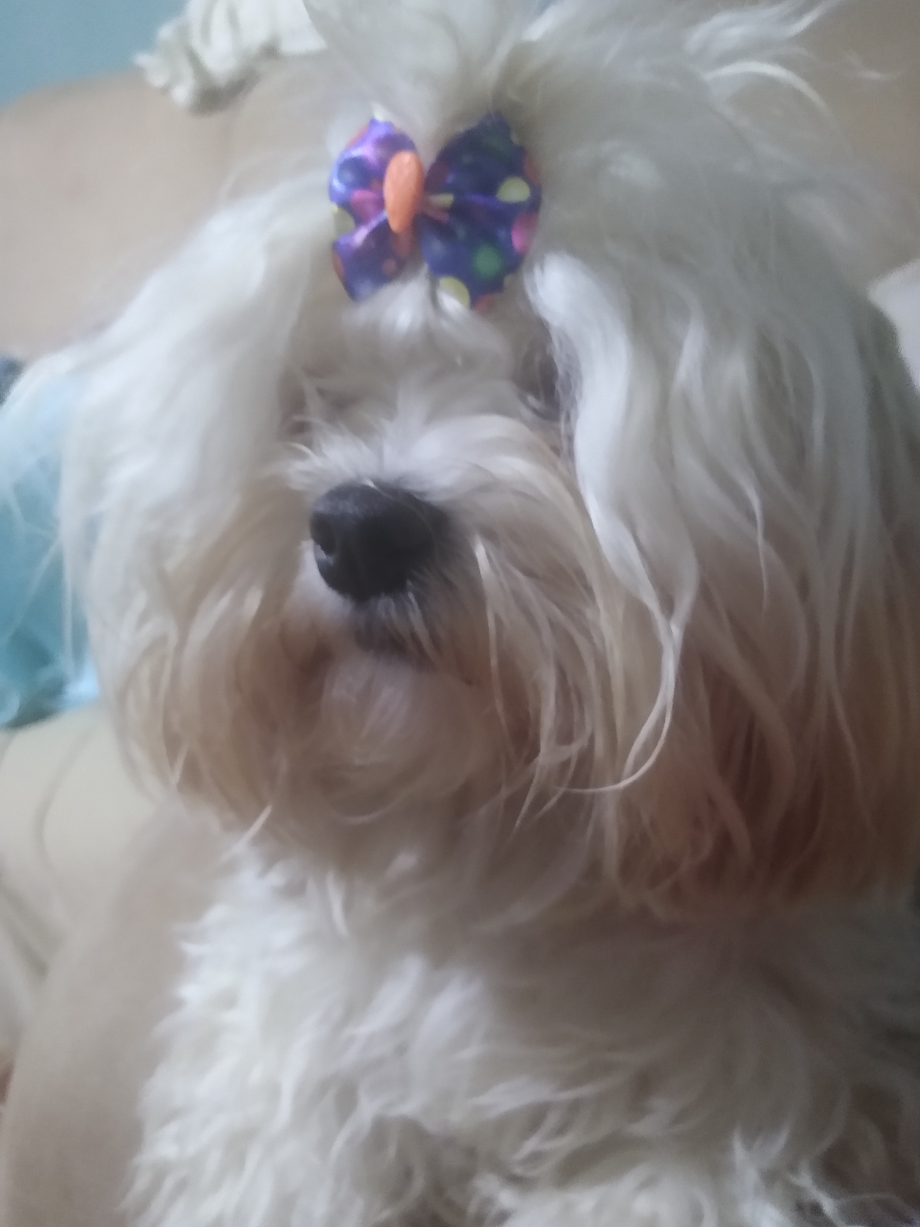 Alice no mundo encantado